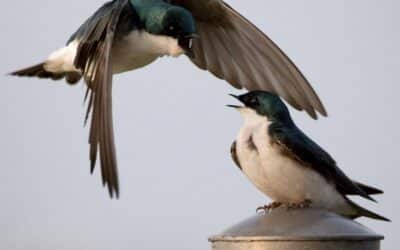 a couple of birds standing on top of a metal pole